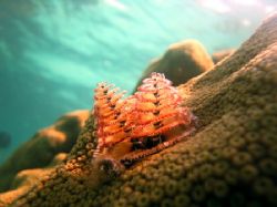 christmas tree worm
Key Largo, FL
canon s70, no strobes by Dylan Matheson 